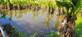 natural tropical lake in the interior of Brazil with grass vegetations and plants Royalty Free Stock Photo