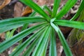 Natural Tropical Pandan Leaves ,Pandanus amaryllifolius Royalty Free Stock Photo