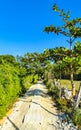 Natural tropical way walking path jungle nature palm trees Mexico