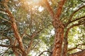 Natural trunk with bark of an old cork oak tree Quercus suber in portuguese landscape with evening sun, Alentejo Portugal Europe Royalty Free Stock Photo