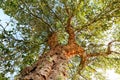 Natural trunk with bark of an old cork oak tree Quercus suber in portuguese landscape with evening sun, Alentejo Portugal Europe