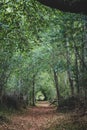 Natural tunnel in deep forest. Footpath in autumn woods. Mysterious forest in fall. Fairy landscape. Pathway in the forest.