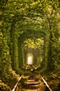 Natural tunnel of love formed by trees