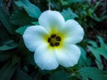 Natural Turnera ulmifolia flower in the garden dark color grading backgound Royalty Free Stock Photo