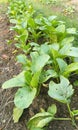 Turnip green in the garden Royalty Free Stock Photo