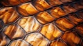 natural turtle shell texture