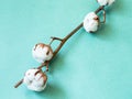 natural twig of cotton plant with ripe bolls on green Royalty Free Stock Photo