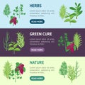 Herb Banner Horizontal Set Dill, Parsley, Basil, Mint, Rosemary, Laurel and Thyme. Vector