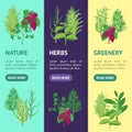 Herb Banner Vecrtical Set. Vector Royalty Free Stock Photo