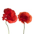 Natural with two bright red scarlet poppy flowers on white isolated background Royalty Free Stock Photo