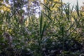 Natural uncultivated forest vegetation near a marsh