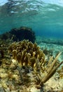 Natural underwater seascape with gorgonian