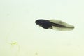 Natural underwater view on a tadpole or pollywog larval stage swimming in water with algeas Royalty Free Stock Photo