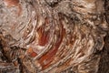 Natural uneven brown-red surface of tree bark with radial fibers as background.