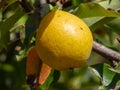 Natural unprocessed pear on a tree branch. Close-up of an eco-friendly yellow pear in the garden. Natural food products