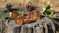 Natural unprocessed pieces of Baltic amber in various shapes , taken close-up on an old stump with cracks.