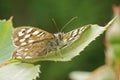 Upward angle close up on a Speckled wood butterfly , Pararge aegeria sitting on a green leaf Royalty Free Stock Photo