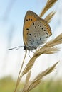 Closeup on the Large copper, Lycaena dispar, sitting with closed wings in the vegetation against the sky