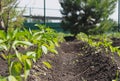 Natural vegetable green background. Young pepper plants grow in a garden bed in the open. Concept of growing vegetables. Royalty Free Stock Photo