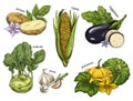 Sketch of corn and potato, kohlrabi and eggplant
