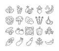 Natural vegetables black line icons set. Healthy, organic food concept. Cooking ingredients collection. Pictograms for web page,