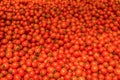 Natural Vegetables on Market Counter. Cherry Small Tomatoes