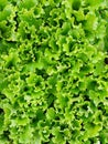 Lettuce salad greenbackground foliage leaves Royalty Free Stock Photo