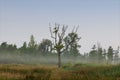 Natural vegetation in biotope with leafless tree in the foreground and light morning fog.