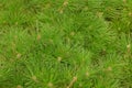 Natural vegetative green texture of pine needles on branches Royalty Free Stock Photo