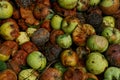 Natural vegetative texture of green and brown rotten apples in a heap