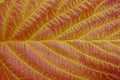 Texture from a piece of a large colored red yellow leaf Royalty Free Stock Photo