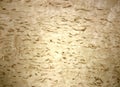 Natural veneer from Birch wood Karelian Royalty Free Stock Photo