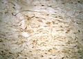 Natural veneer from Birch wood Karelian Royalty Free Stock Photo