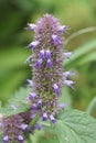 Vertical clolorful closeup on the purple flower of Agastache rugosa, Korean mint Royalty Free Stock Photo
