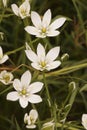 Vertical close-up on the bright white flowers of the garden star-of-Bethlehem grass-lily, Ornithogalum umbellatum Royalty Free Stock Photo