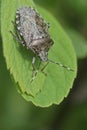 Vertical close-up on a grey mottled shield bug, Rhaphigaster nebulosa , hanging downwards on a green leaf