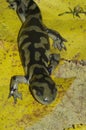 Natural vertical closeup of the Barred tiger salamander , Ambystoma mavortium on yellow fallen leaves Royalty Free Stock Photo