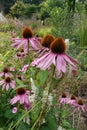 Vertical closeup on beautiful pink eastern purple coneflowers, Echinacea purpurea , flowering in the garden Royalty Free Stock Photo