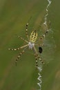 Vertical closeup on a colorful female wasp spider, Argiope bruennichi, waiting in her web