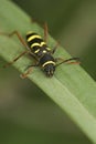 Vertical closeup on a colorful harmless wasp-mimicking longhorn beetle, Clytus arietis Royalty Free Stock Photo