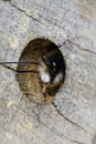 Vertical closeup on a colorful red hairy male European orchard mason solitary bee, Osmia cornuta at the bee-hotel Royalty Free Stock Photo