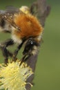 Vertical closeup on a European common brown banded bumblebee, Bombus pascuorum on yellow Willow pollen