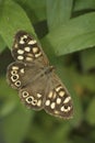 Vertical closeup on a European speckled brown butterfly, Pararge aegeria sitting on a leaf with spread wings Royalty Free Stock Photo