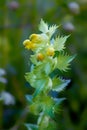 Yellow rattle, Rhinanthus minor, flowers in close up with a background of blurred leaves Royalty Free Stock Photo