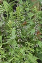 Vertical closeup on a flowering motherwort , Leonurus cardiaca in the garden