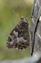 Vertical closeup on the Great banded greyling butterfly, Brintesia circe, sitting on the bark of a tree Royalty Free Stock Photo