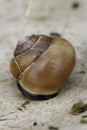 Vertical closeup on a green colored Lemon snail, Cepaea nemoralis, sitting on wood