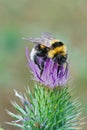 Closeup on a Large Garden Bumble Bee, Bombus ruderatus sitting on a purple thistle flower Royalty Free Stock Photo