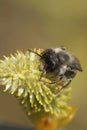 Vertical closeup on a male Grey-backed mining bee, Andrena vaga drinking nectar from a Goat Willow, Salix caprea Royalty Free Stock Photo