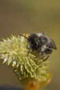 Natural vertical closeup on a male Grey-backed mining bee, Andrena vaga drinking nectar from a Goat Willow Royalty Free Stock Photo